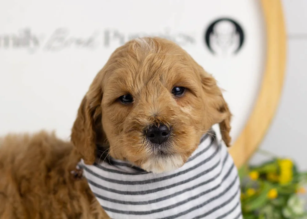 Blizzard goldendoodle for sale.jpg