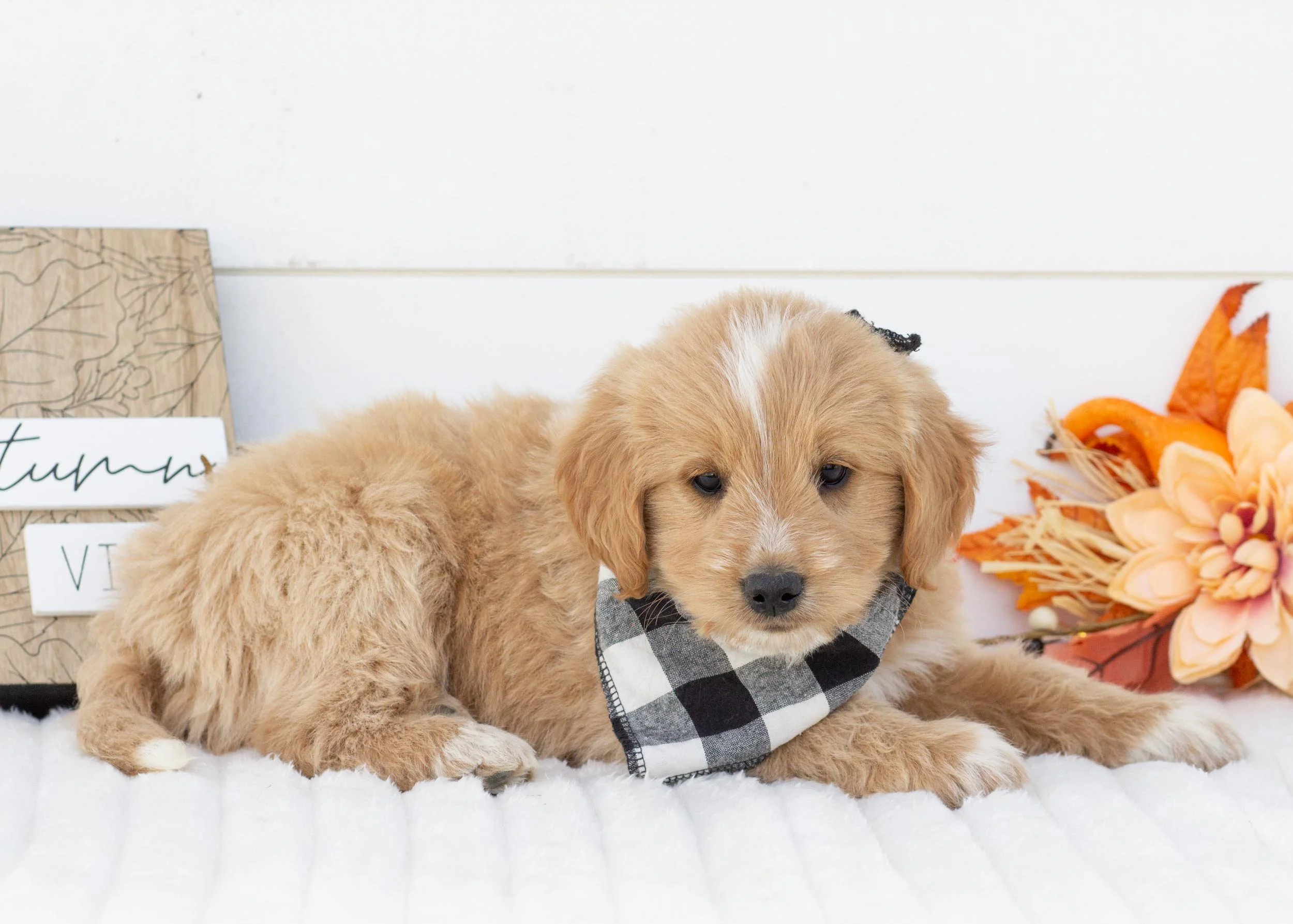 Gouda goldendoodle for sale(3).jpg