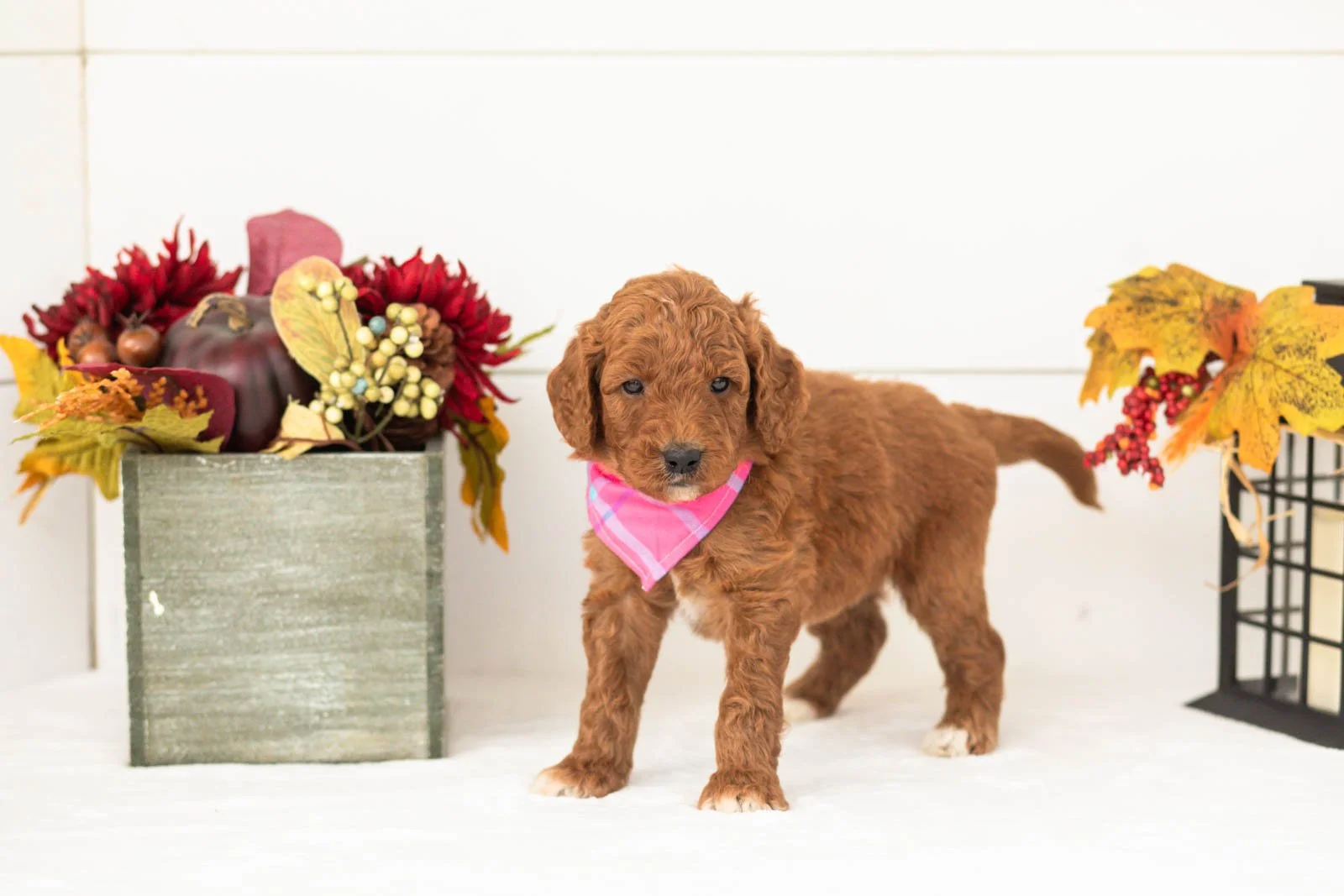 Pooh goldendoodle for sale.jpg