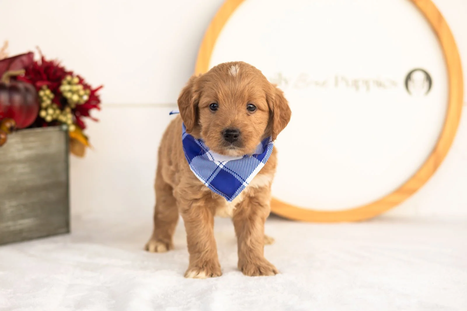 Flint goldendoodle for sale(4).jpg