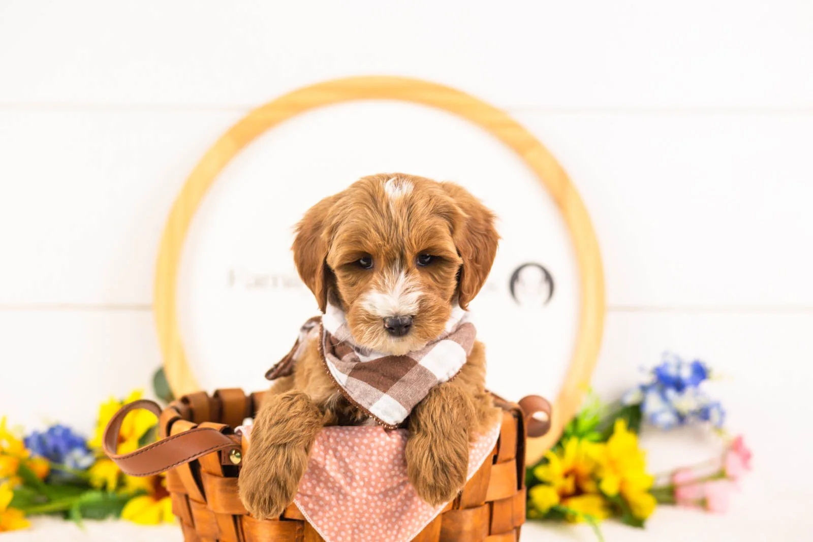 fido goldendoodle for sale(2).jpg