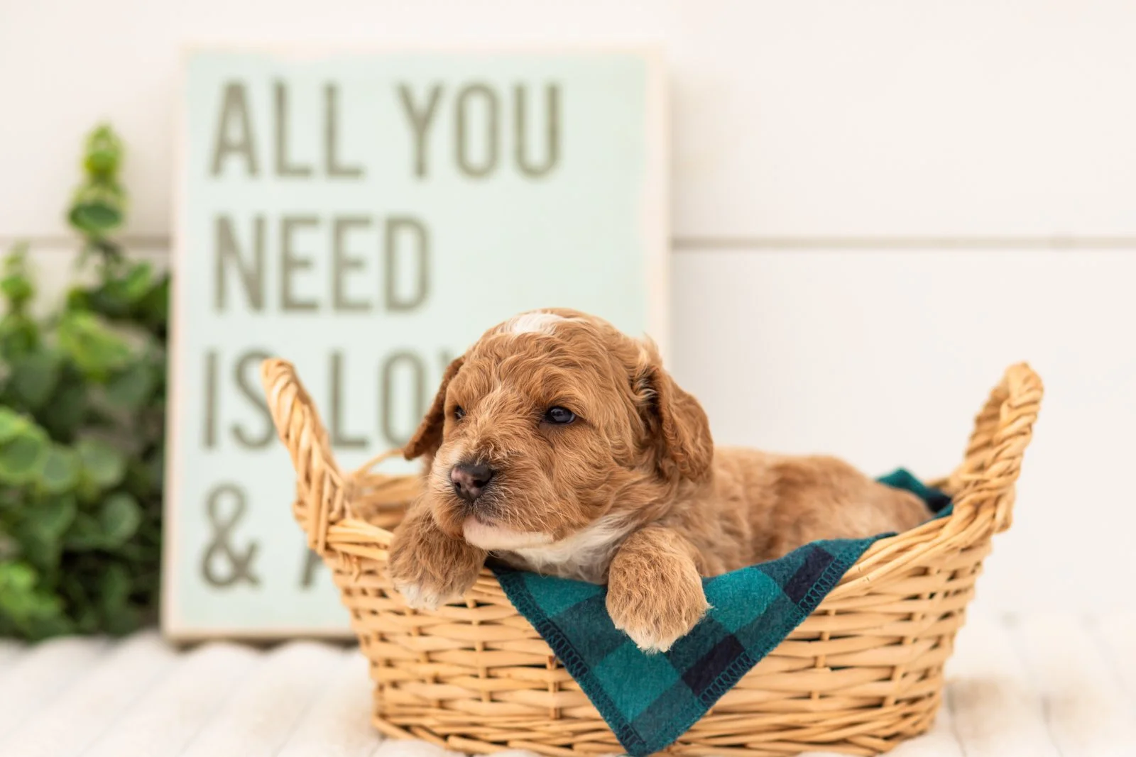 Flora goldendoodle for sale(2).jpg