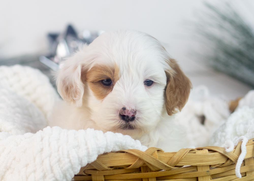 Buddy goldendoodle for sale.jpg