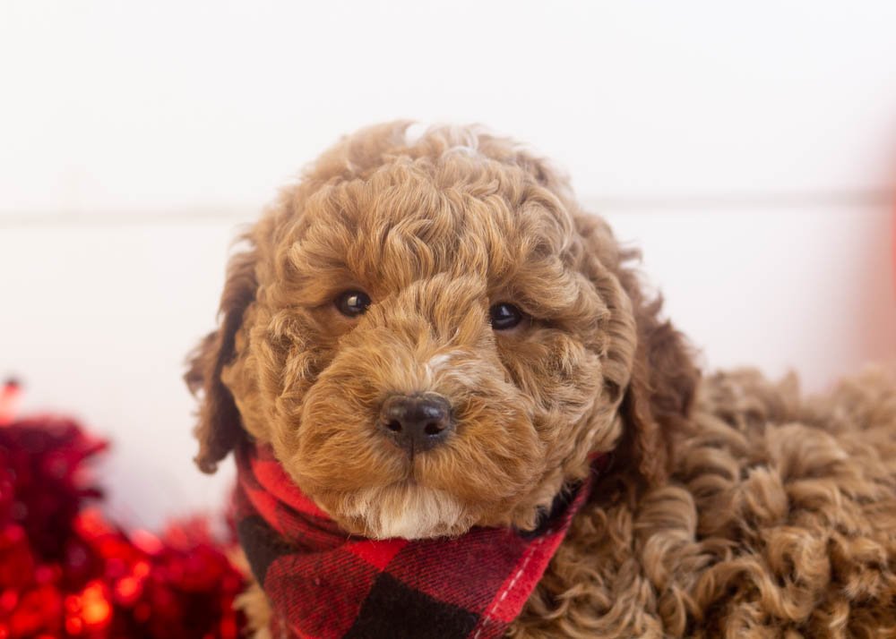 Blake goldendoodle for sale(3).jpg