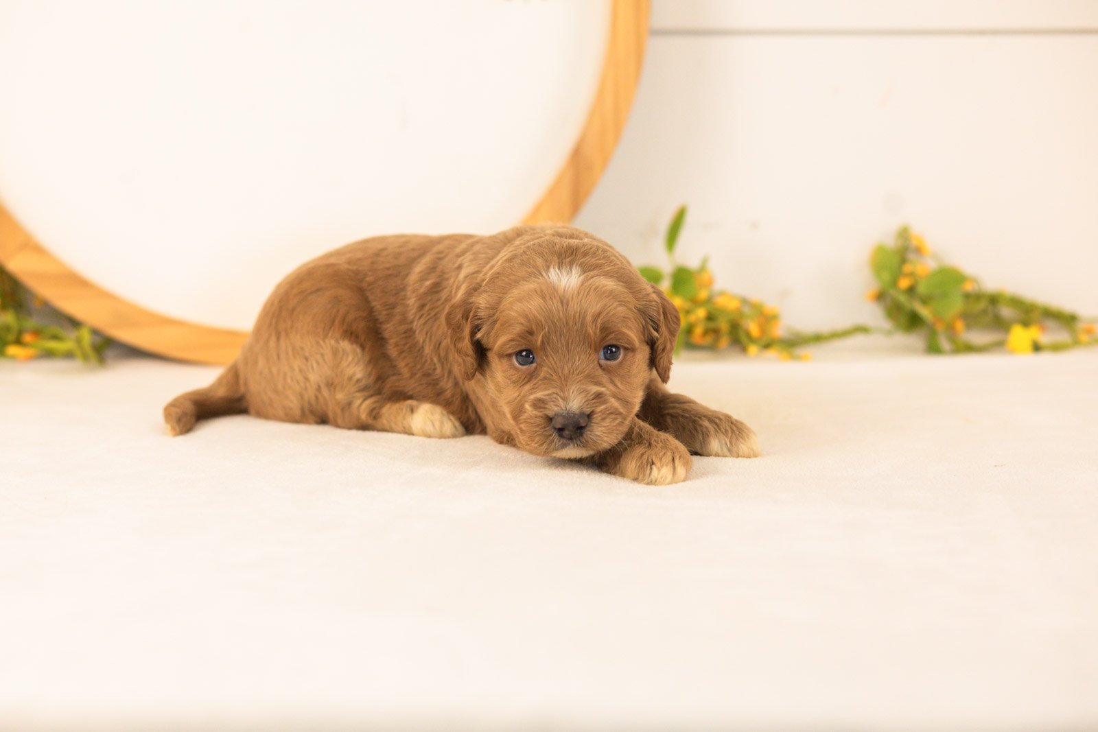 Ember goldendoodle for sale(1).jpg