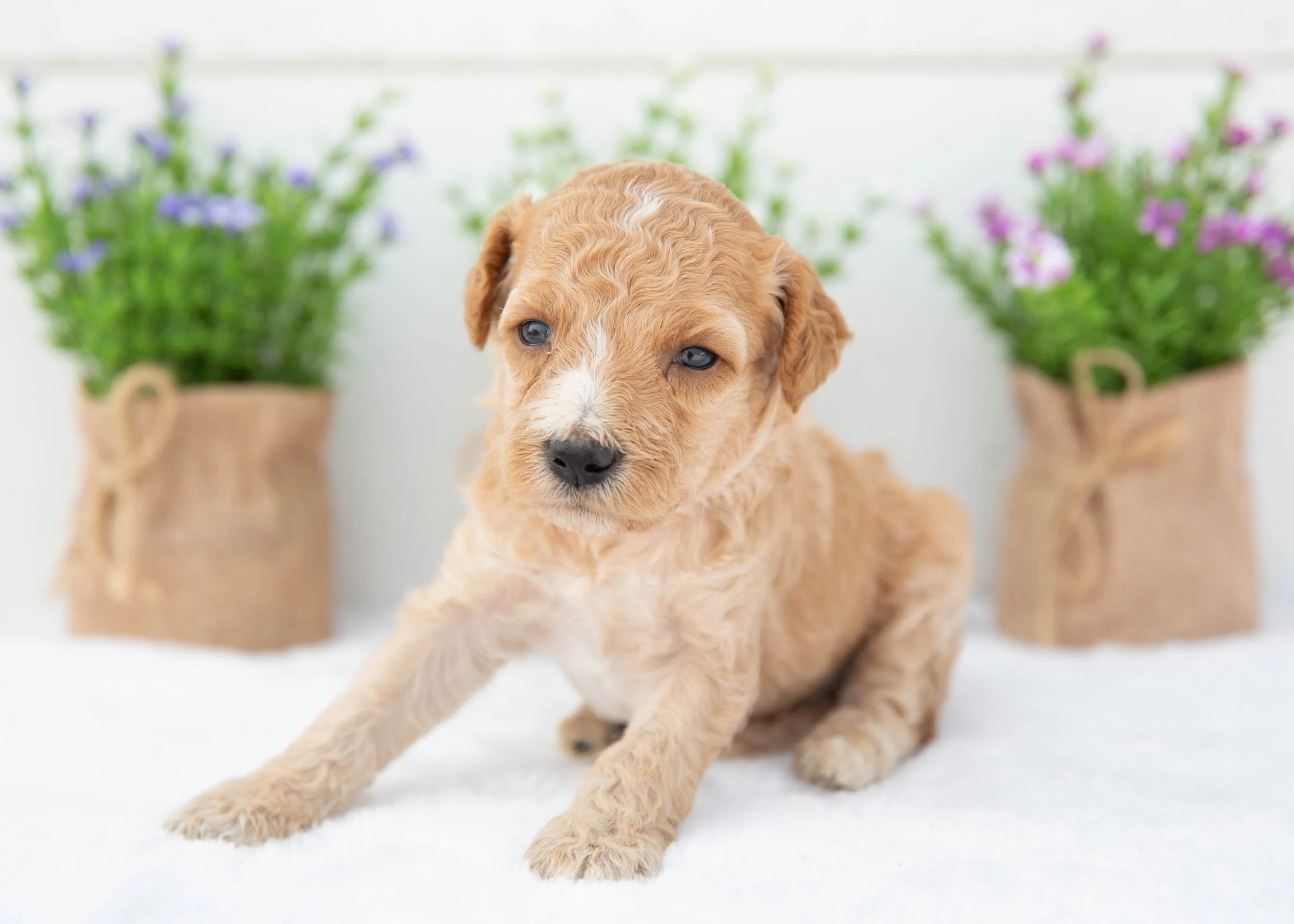 Beau goldendoodle for sale(1).jpg