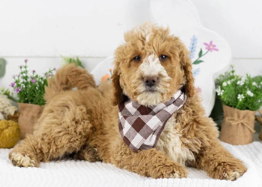 lionel goldendoodle for sale.jpg