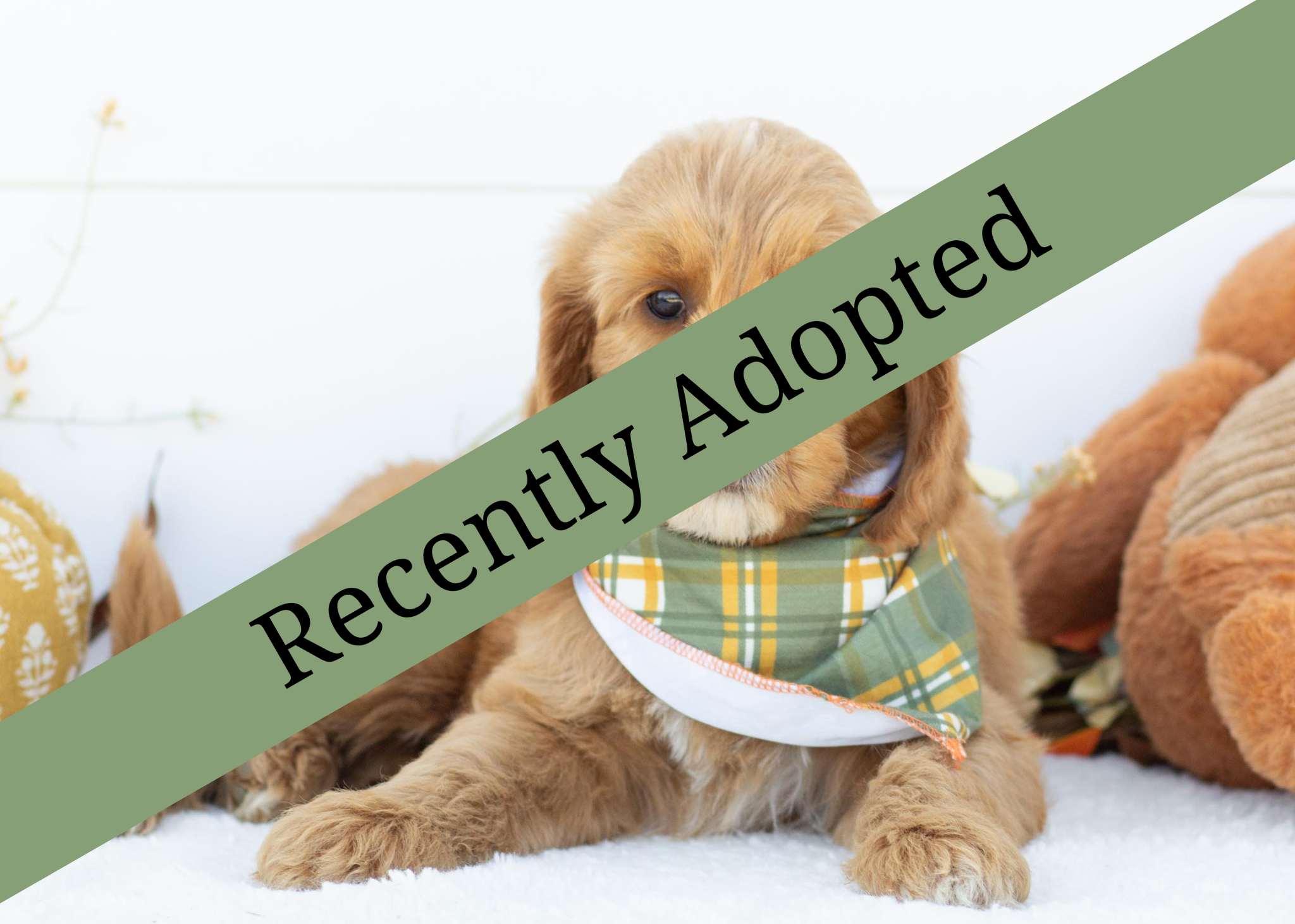 goldendoodle for sale