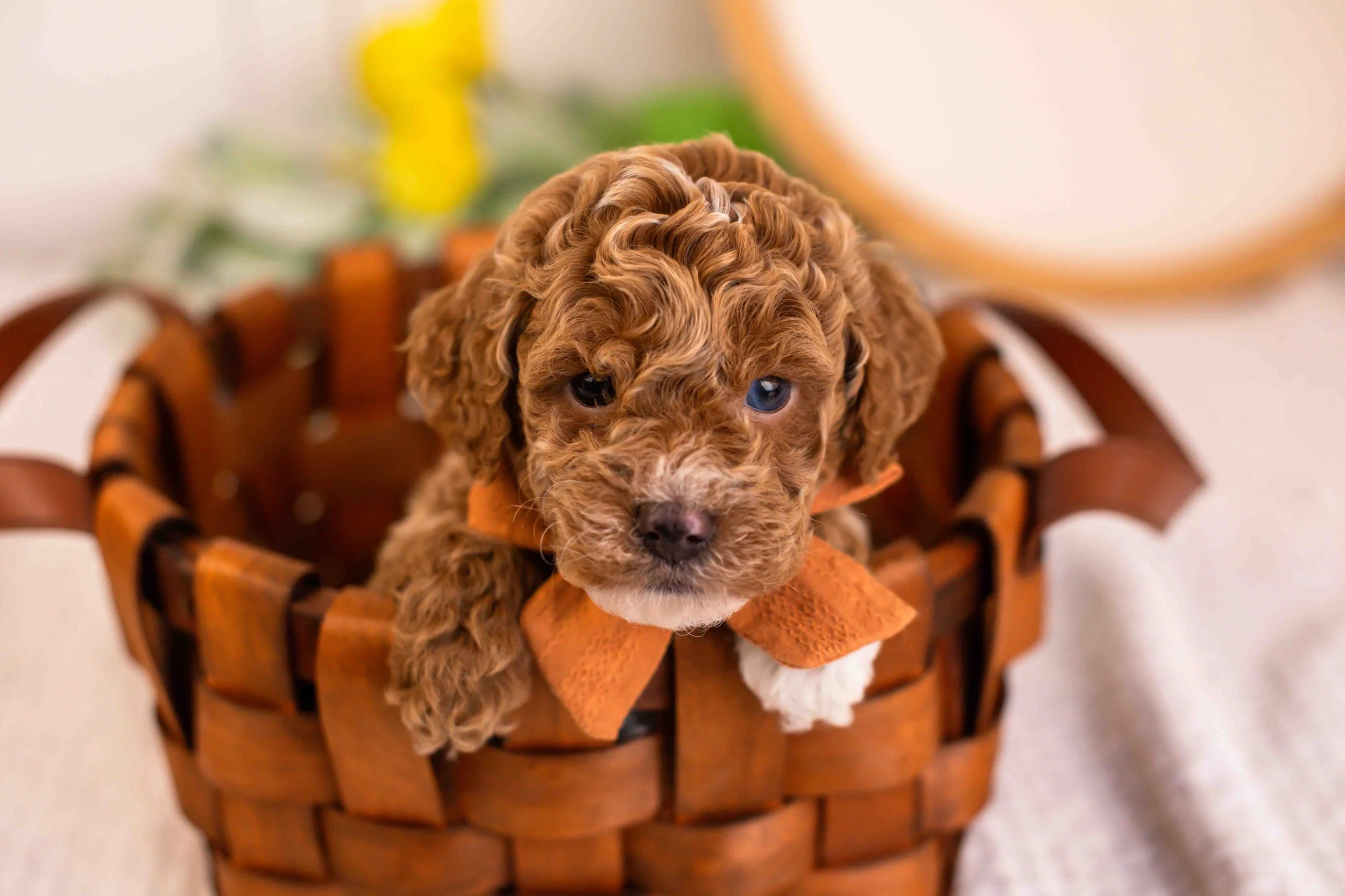 milo goldendoodle for sale(4).jpg