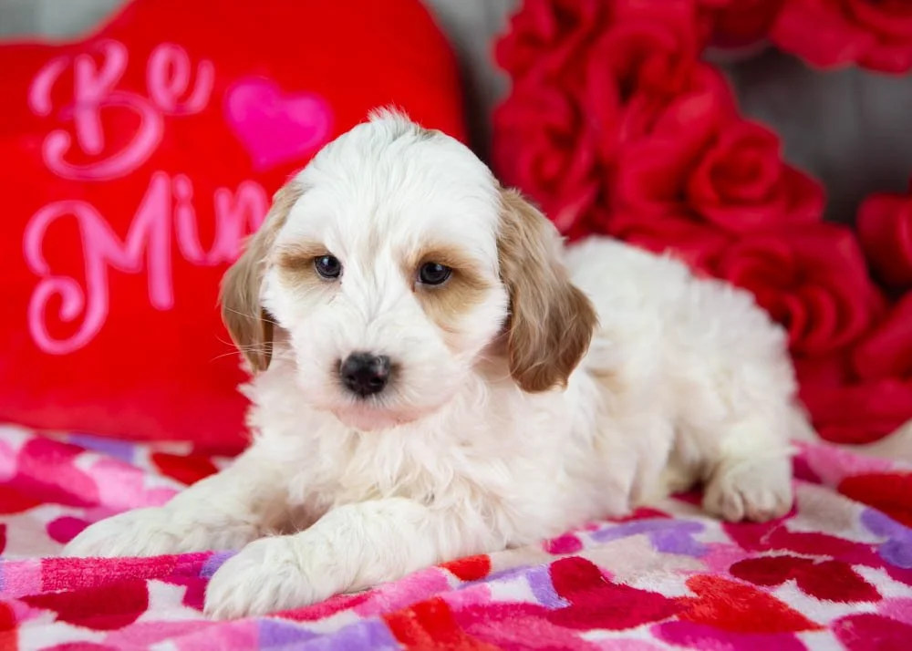 Clay goldendoodle for sale(2).jpg