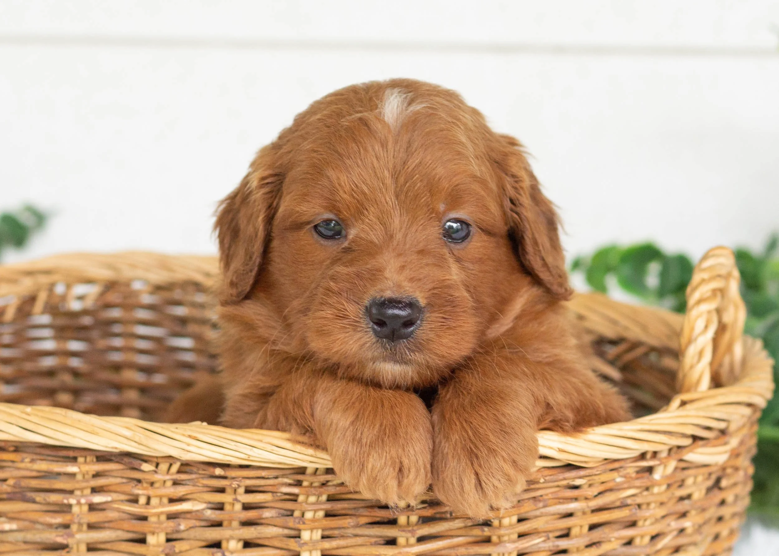 Golden Retriever Local Dogs Free To Good Home Golden Retriever