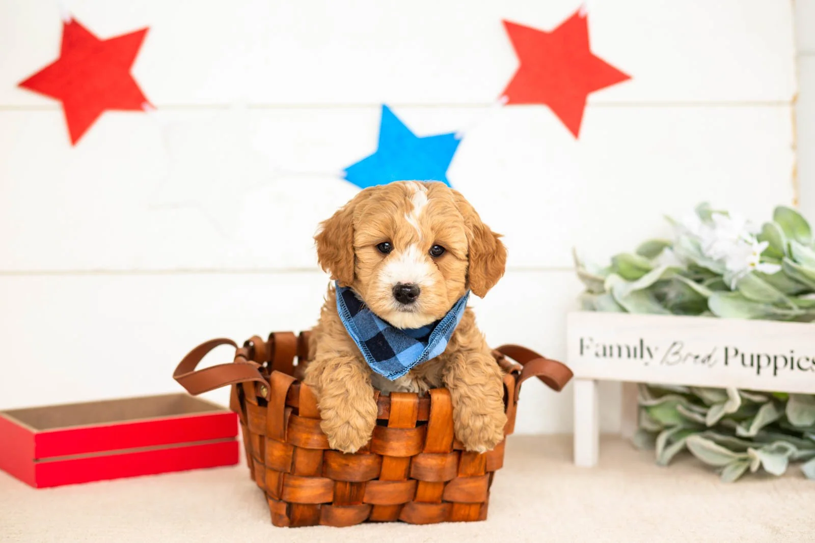 mathew goldendoodle for sale(4).jpg