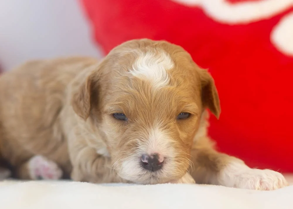 Mark goldendoodle for sale(2).jpg