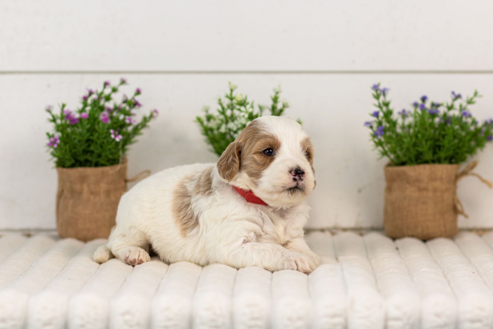 Dominic goldendoodle for sale.jpg