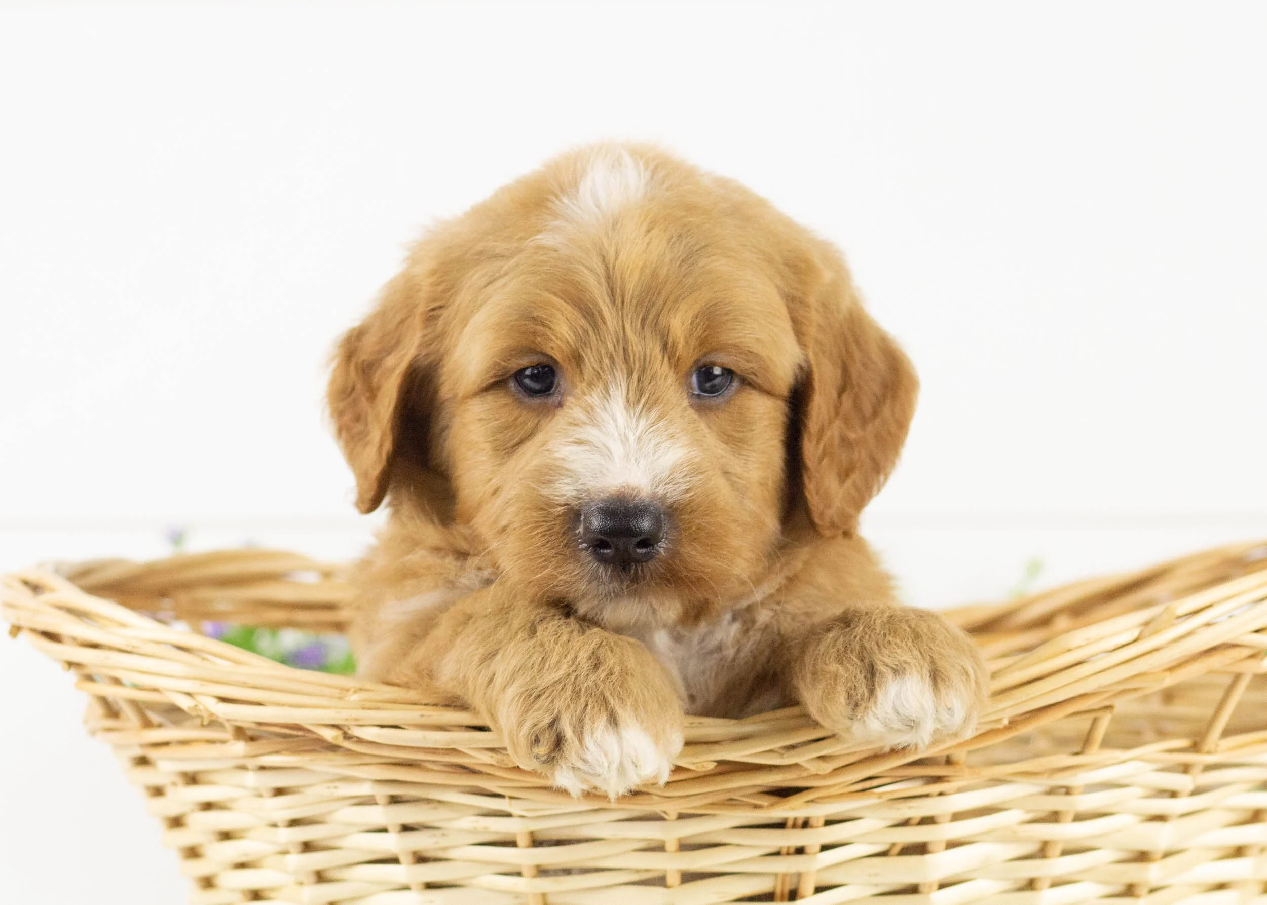 Lark goldendoodle for sale.jpg