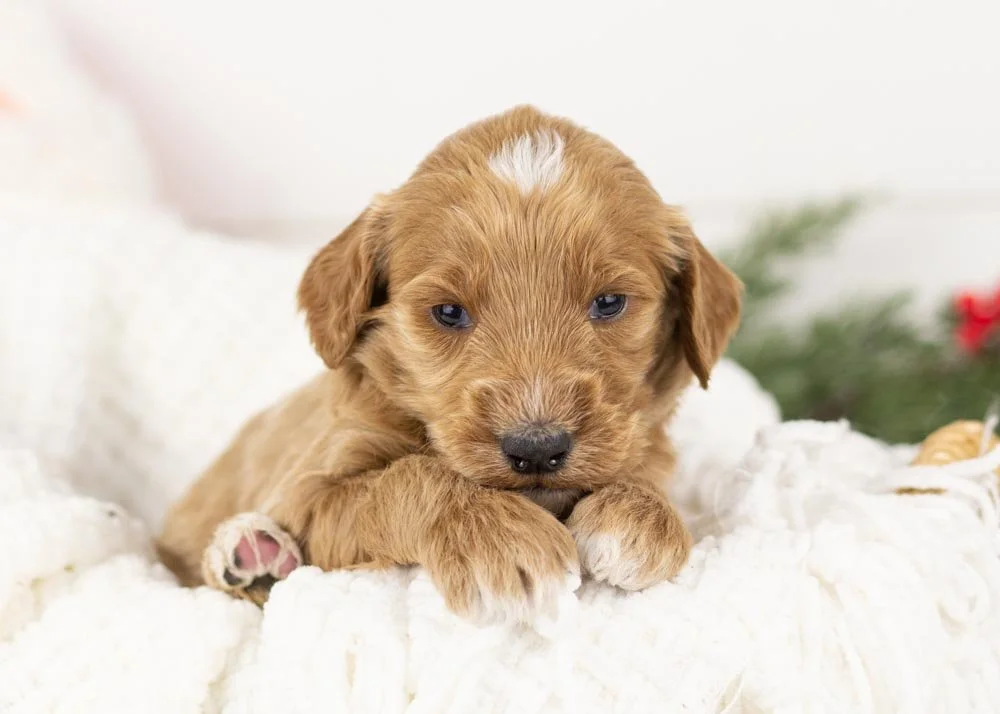 Celtic goldendoodle for sale.jpg