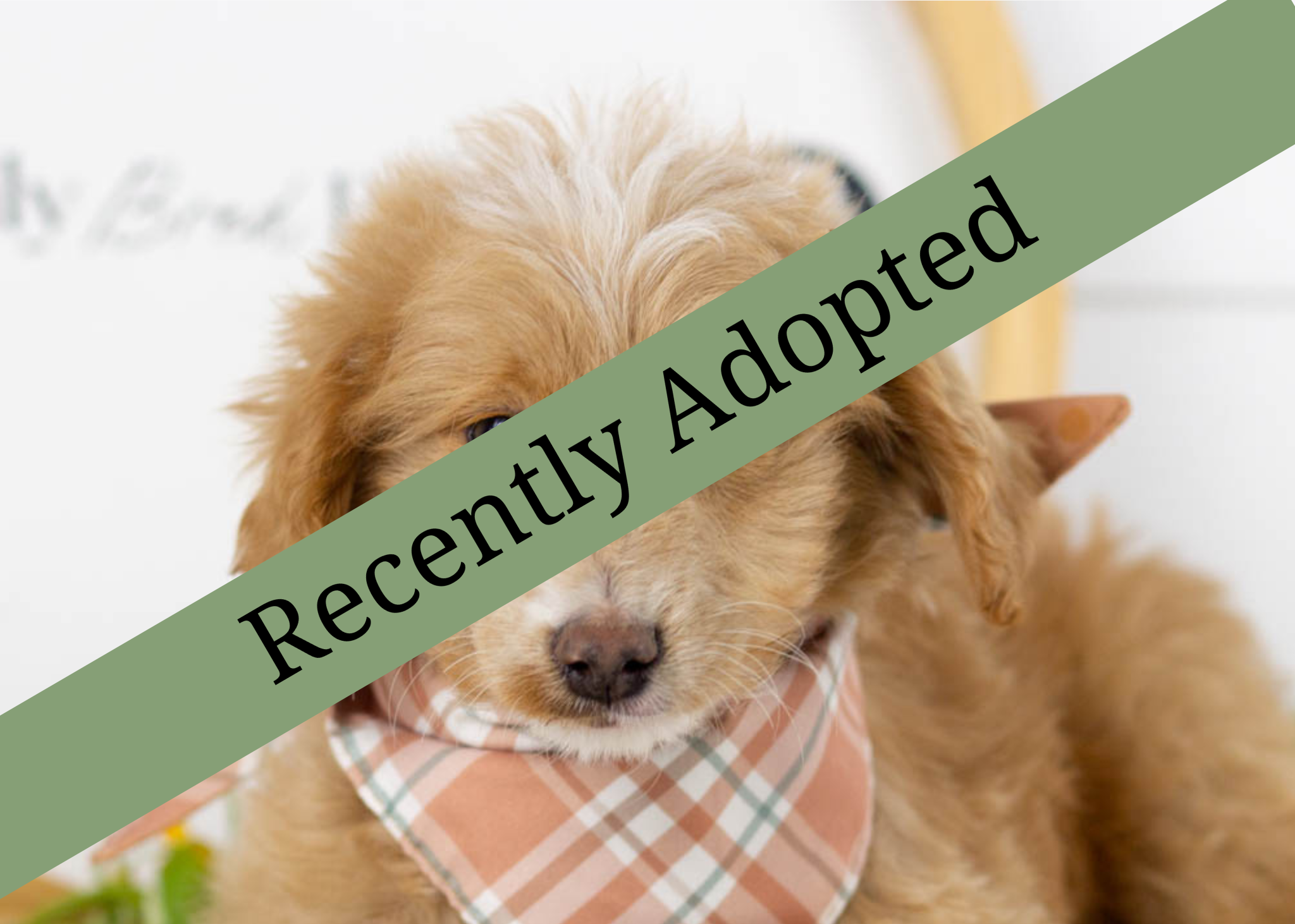 goldendoodle for sale