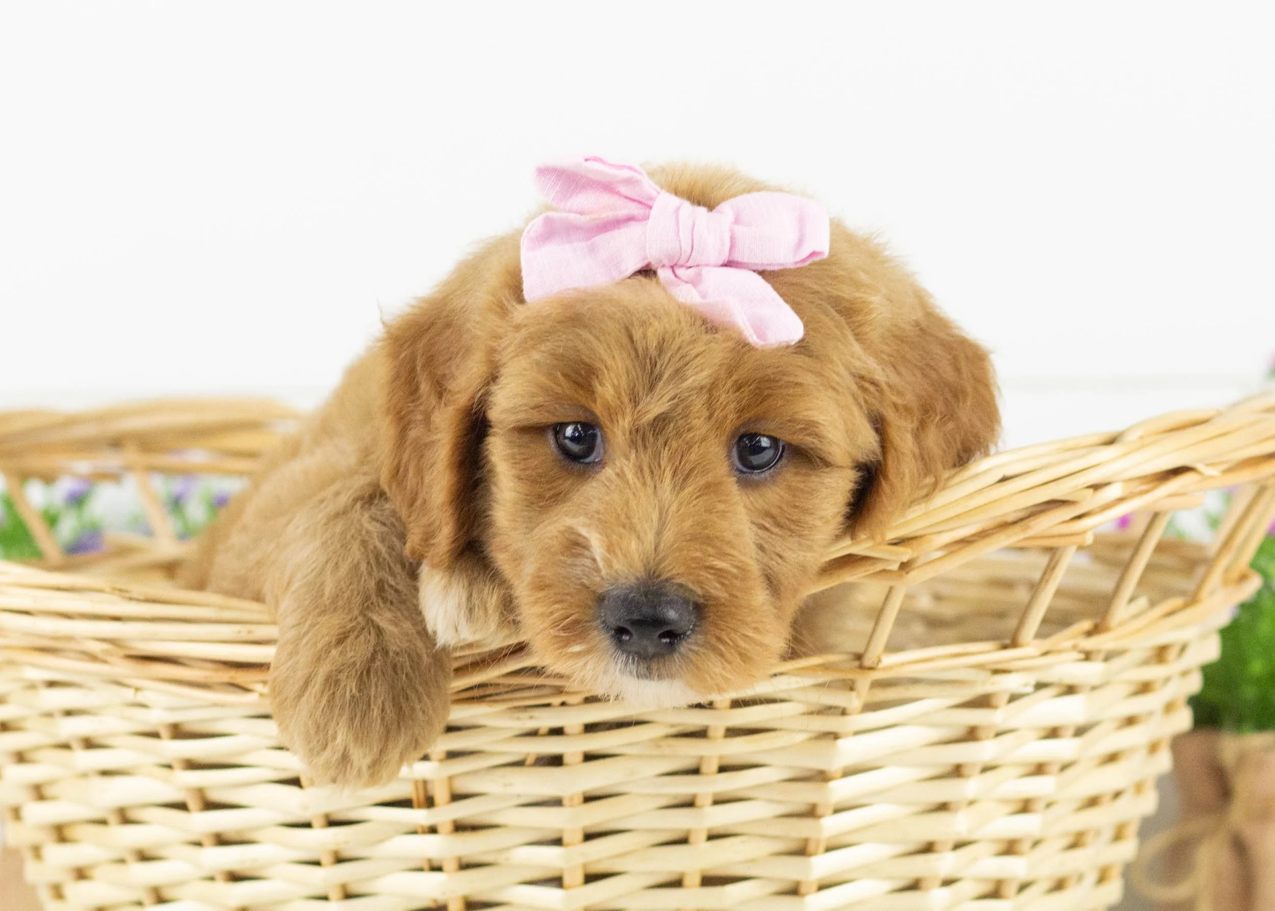 Sparrow goldendoodle for sale.jpg