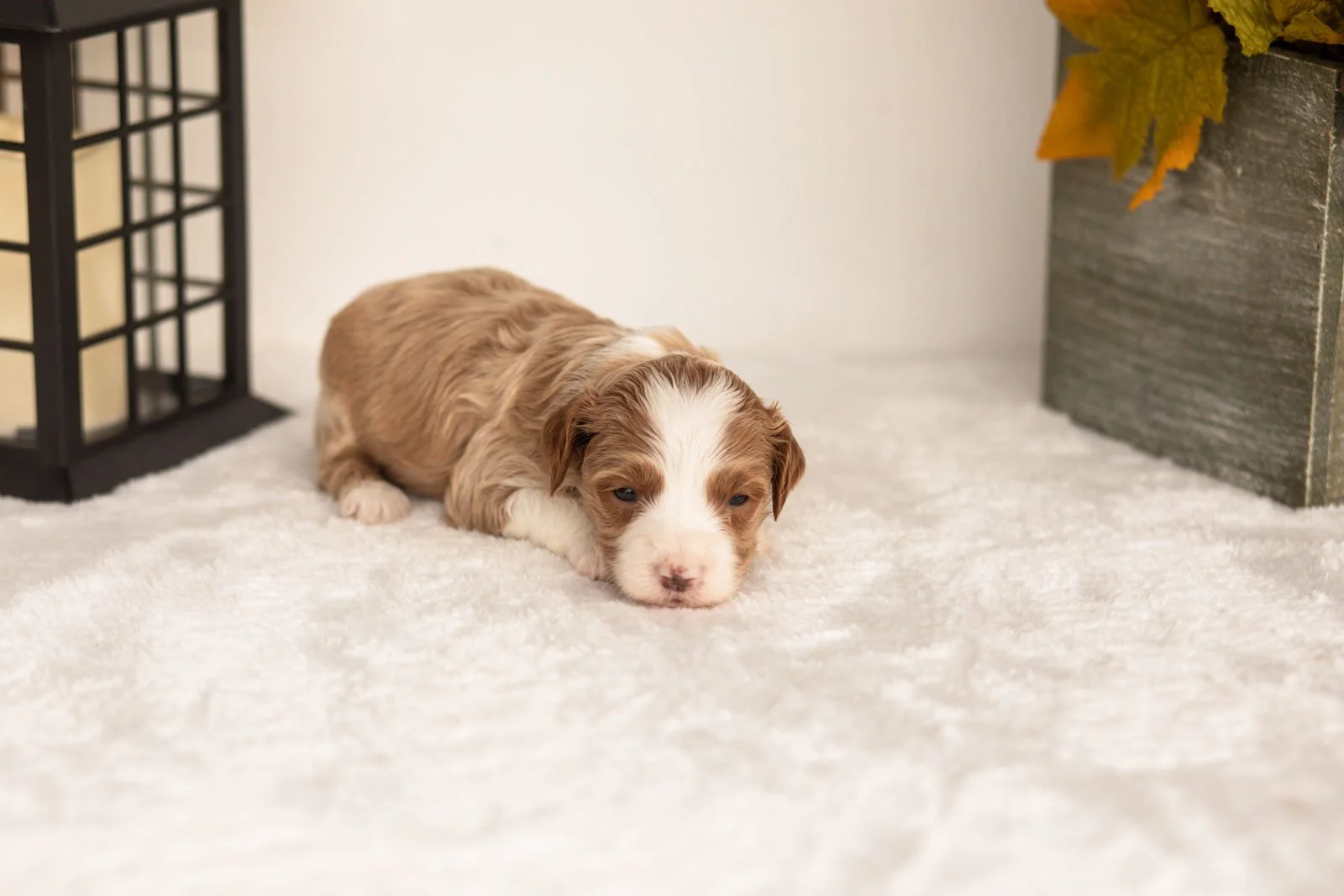 June goldendoodle for sale(3).jpg