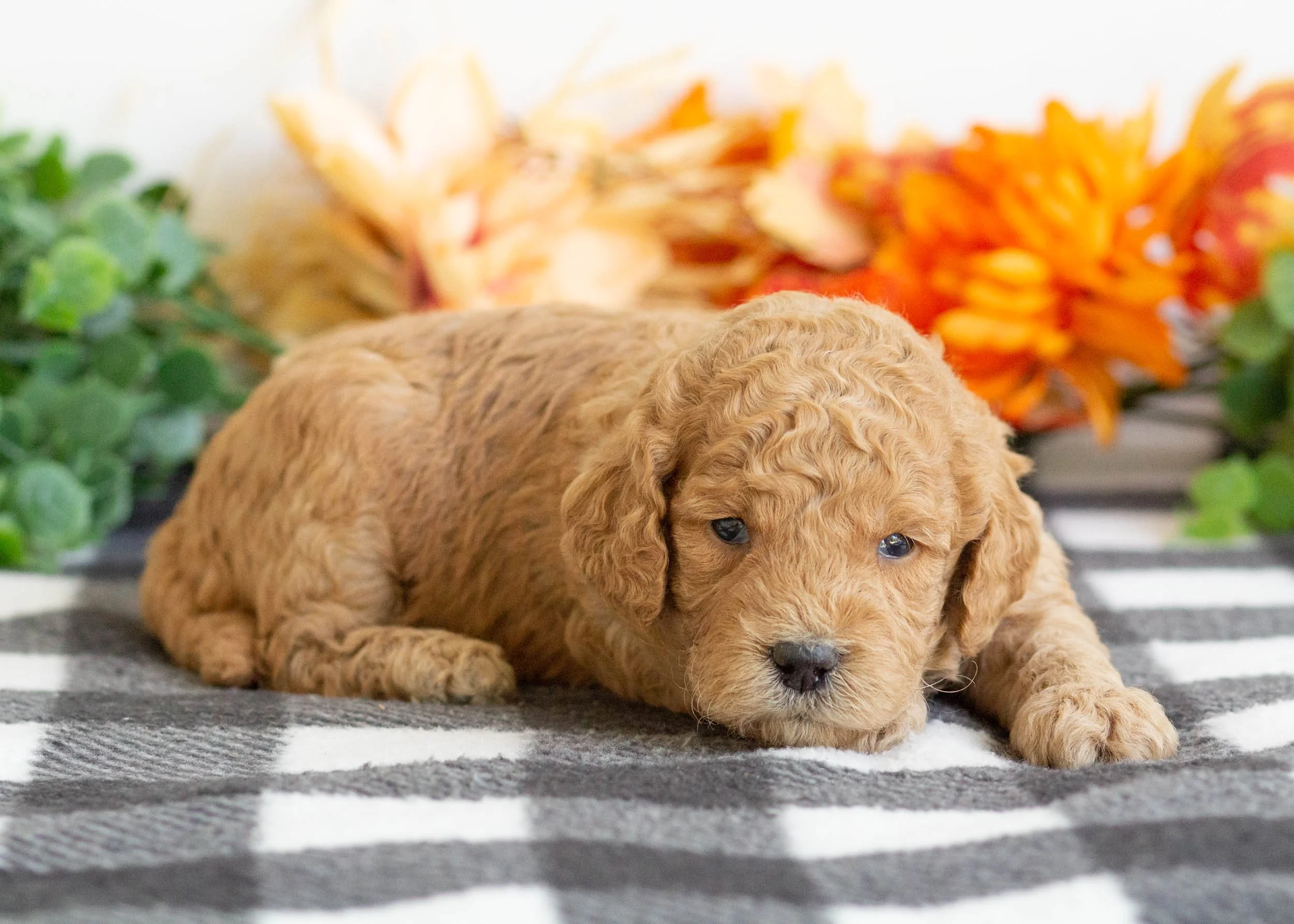 Bella goldendoodle for sale(3).jpg