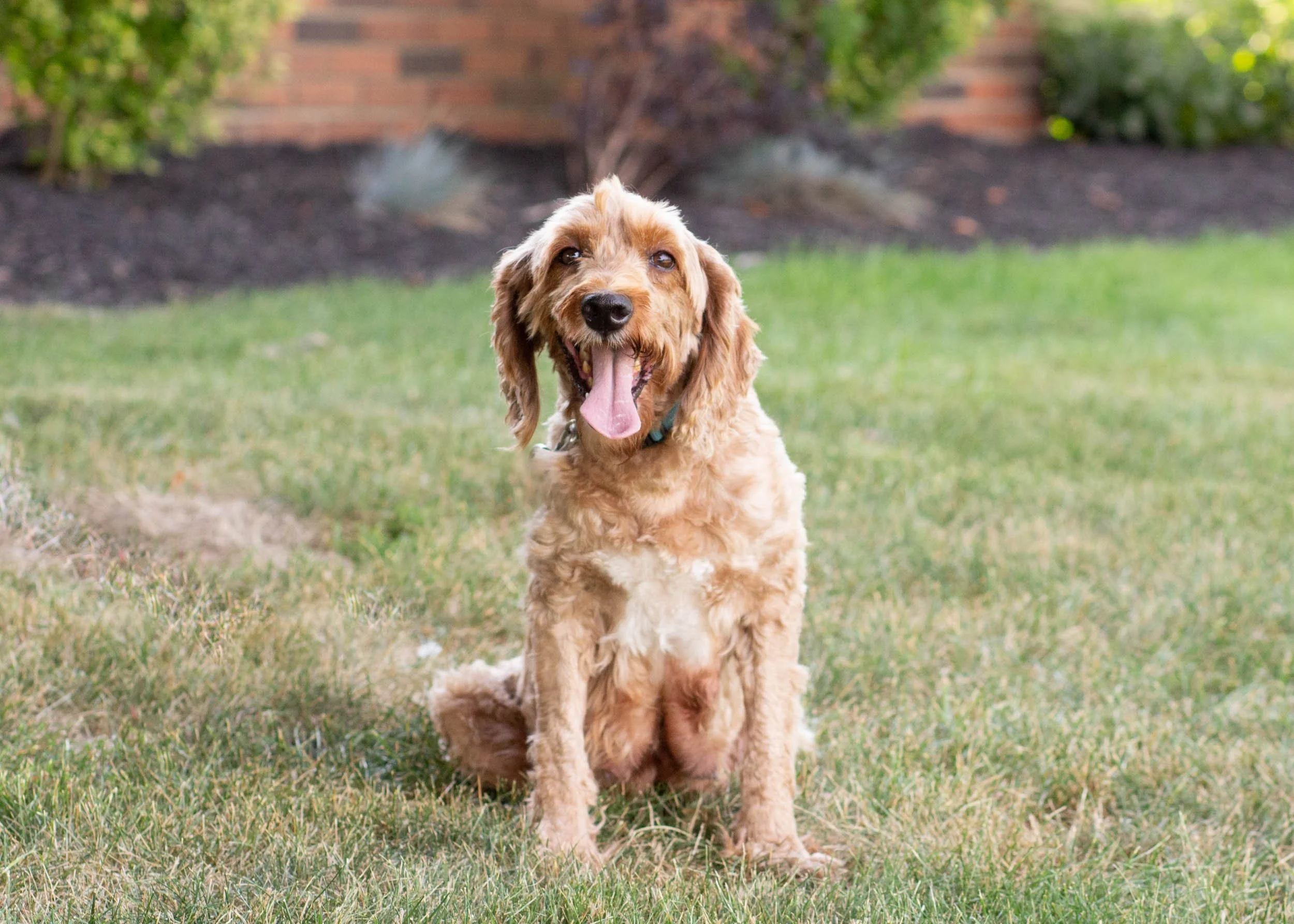 mom goldendoodle