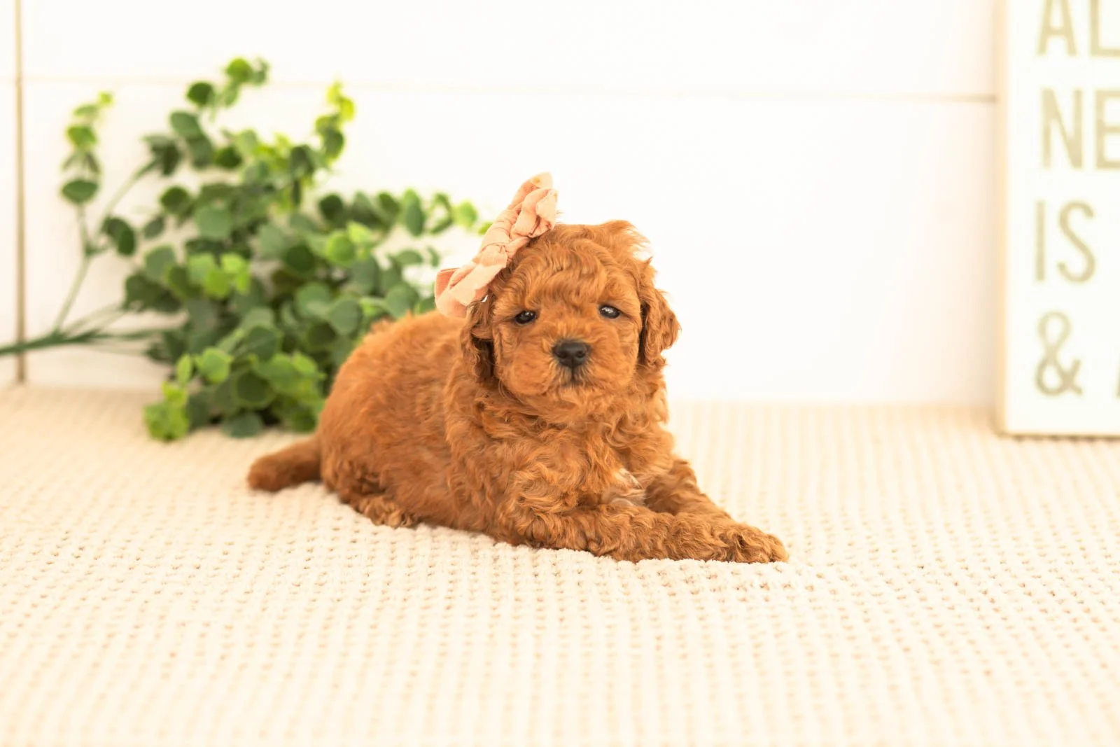 Velvet goldendoodle for sale(4).jpg
