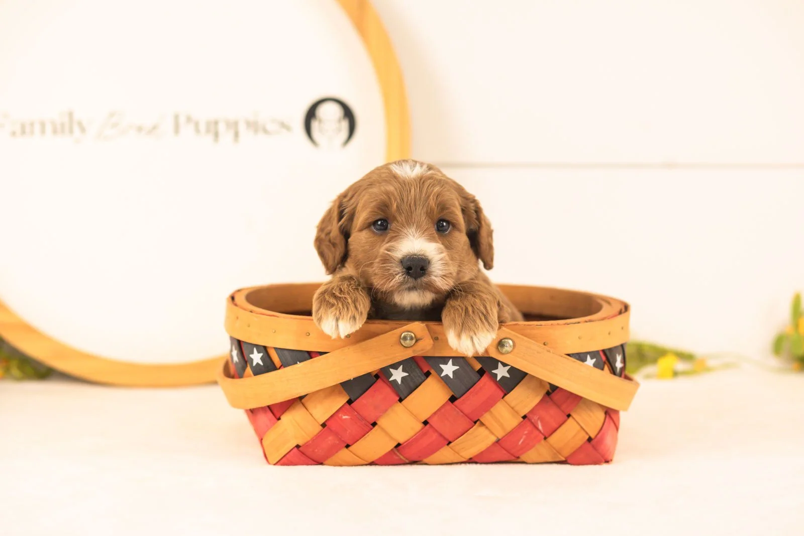 Opal goldendoodle for sale(4).jpg