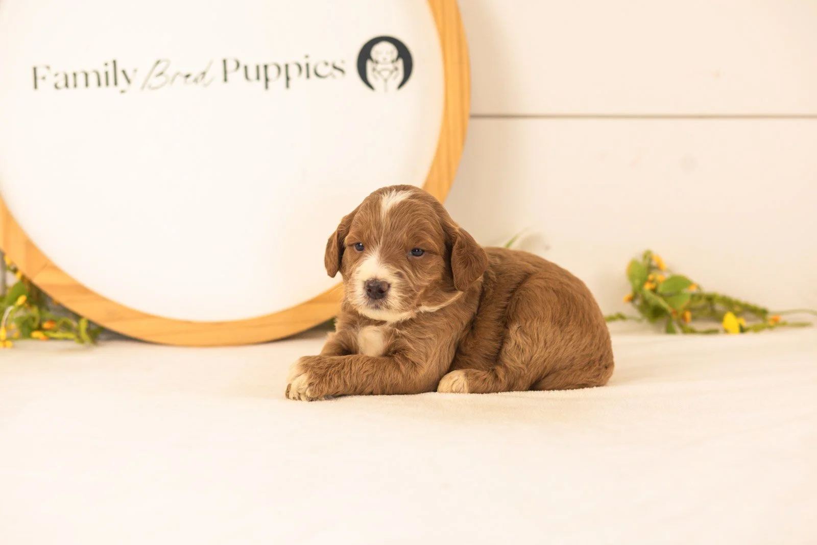 Abel goldendoodle for sale(1).jpg