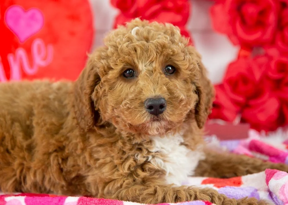 bandit goldendoodle for sale(3).jpg