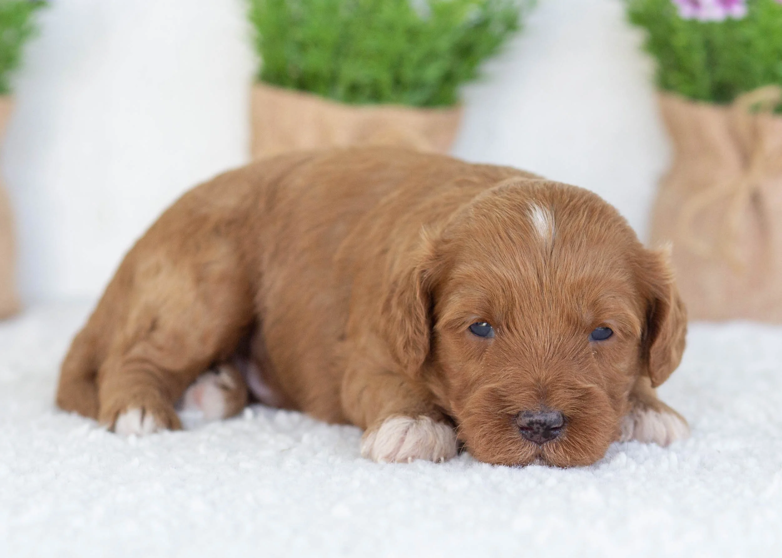 Elephant Ear Goldendoodle for sale1.jpg