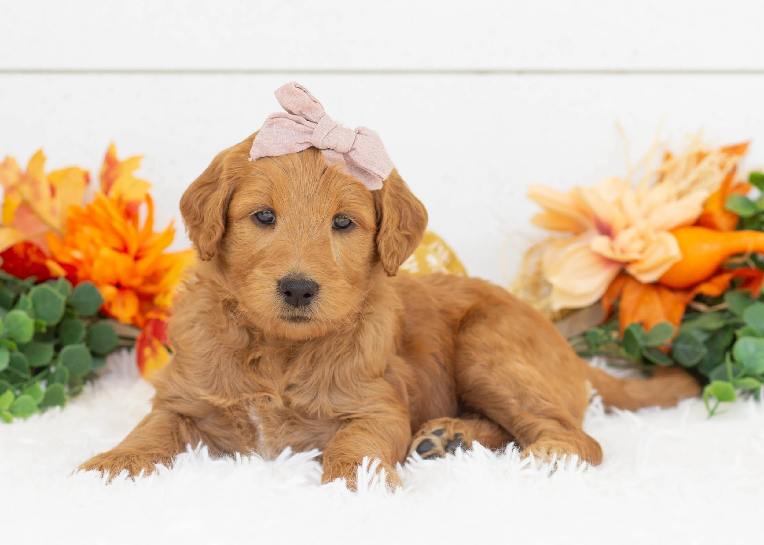 Wilma goldendoodle for sale(1).jpg