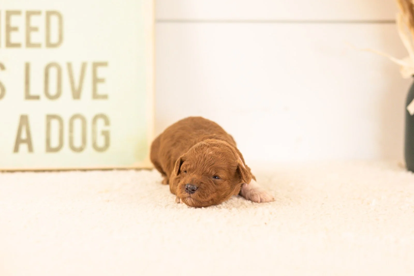 cubs goldendoodle for sale.jpg