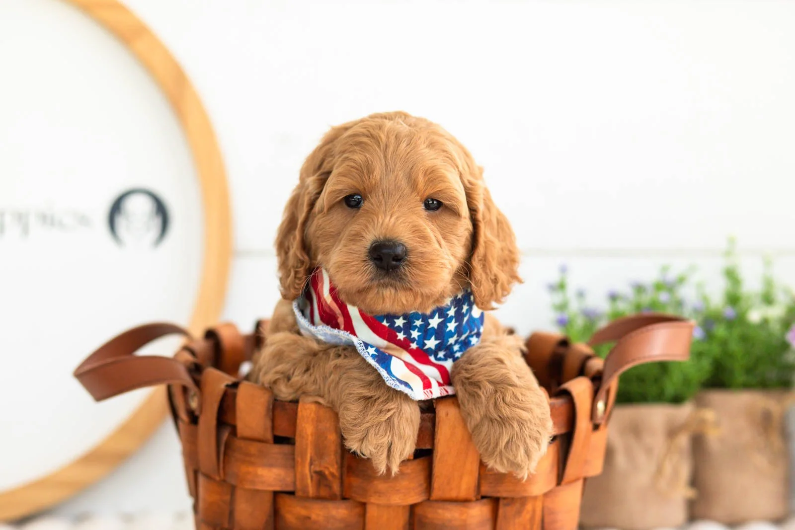 Ben goldendoodle for sale(3).jpg