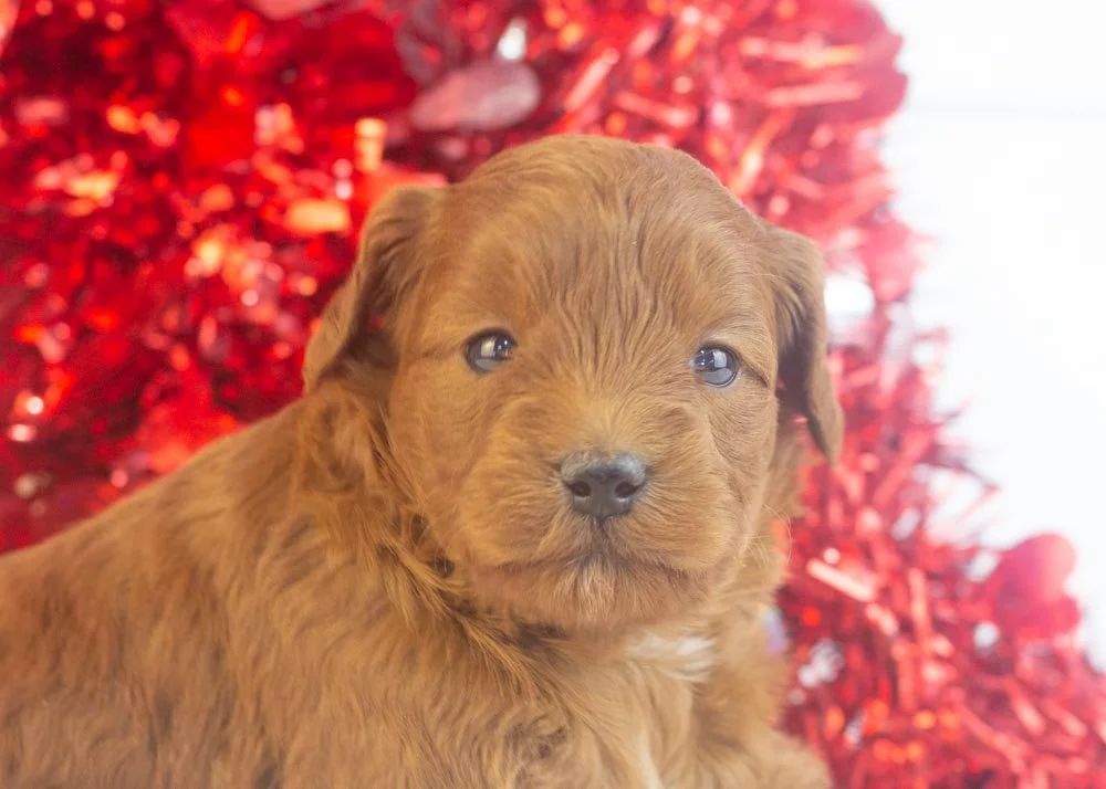 Minnie goldendoodle for sale(3).jpg