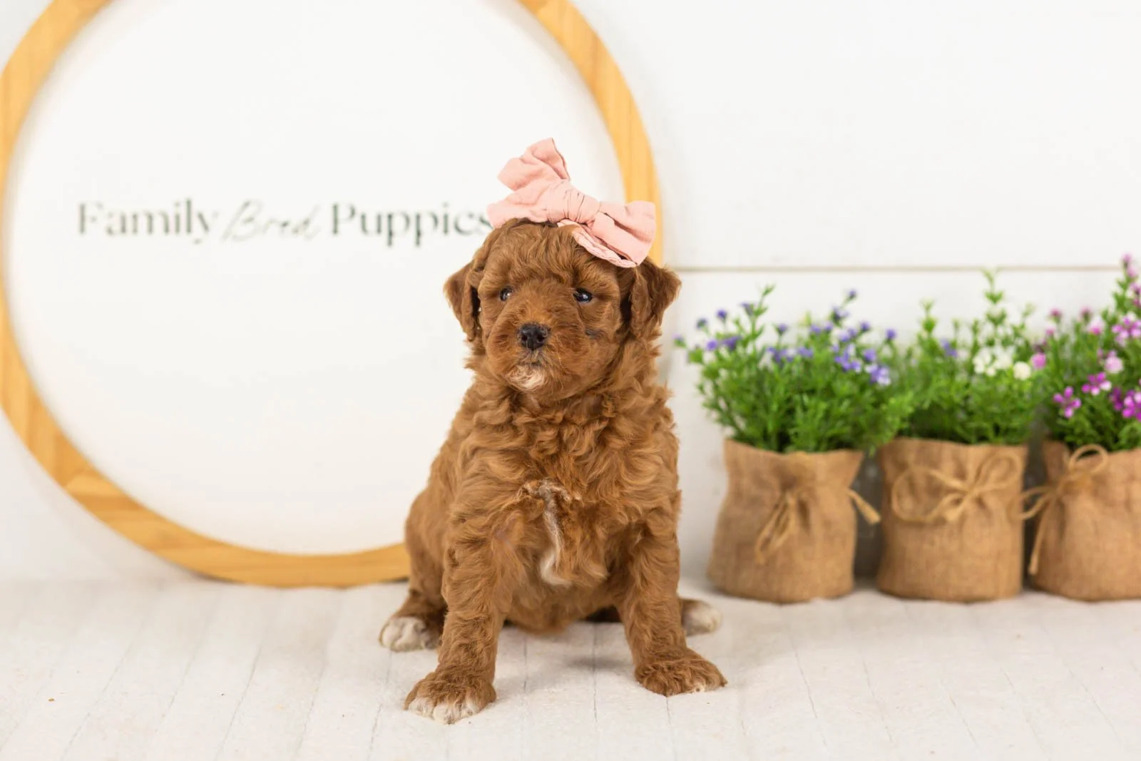Honour goldendoodle for sale(2).jpg