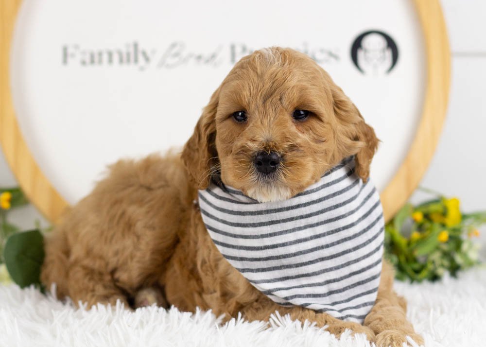 Blizzard goldendoodle for sale(3).jpg