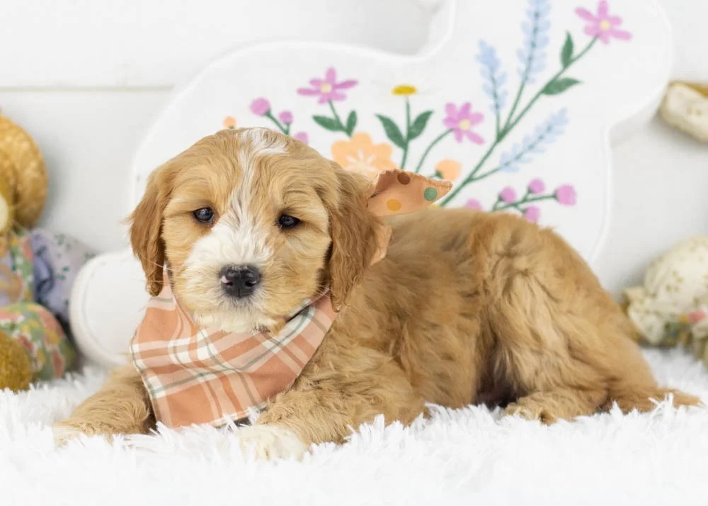 paul goldendoodle for sale.jpg