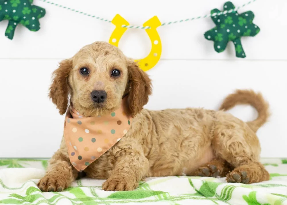 Andy goldendoodle for sale(1).jpg