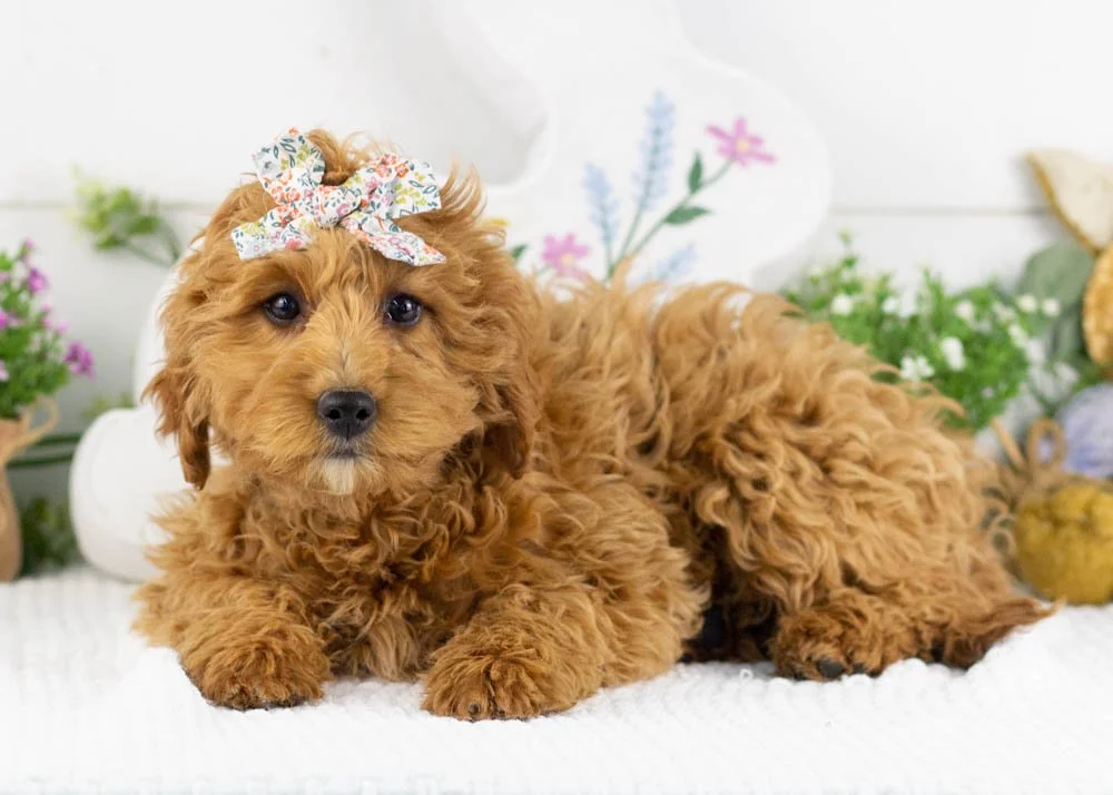carol goldendoodle for sale.jpg