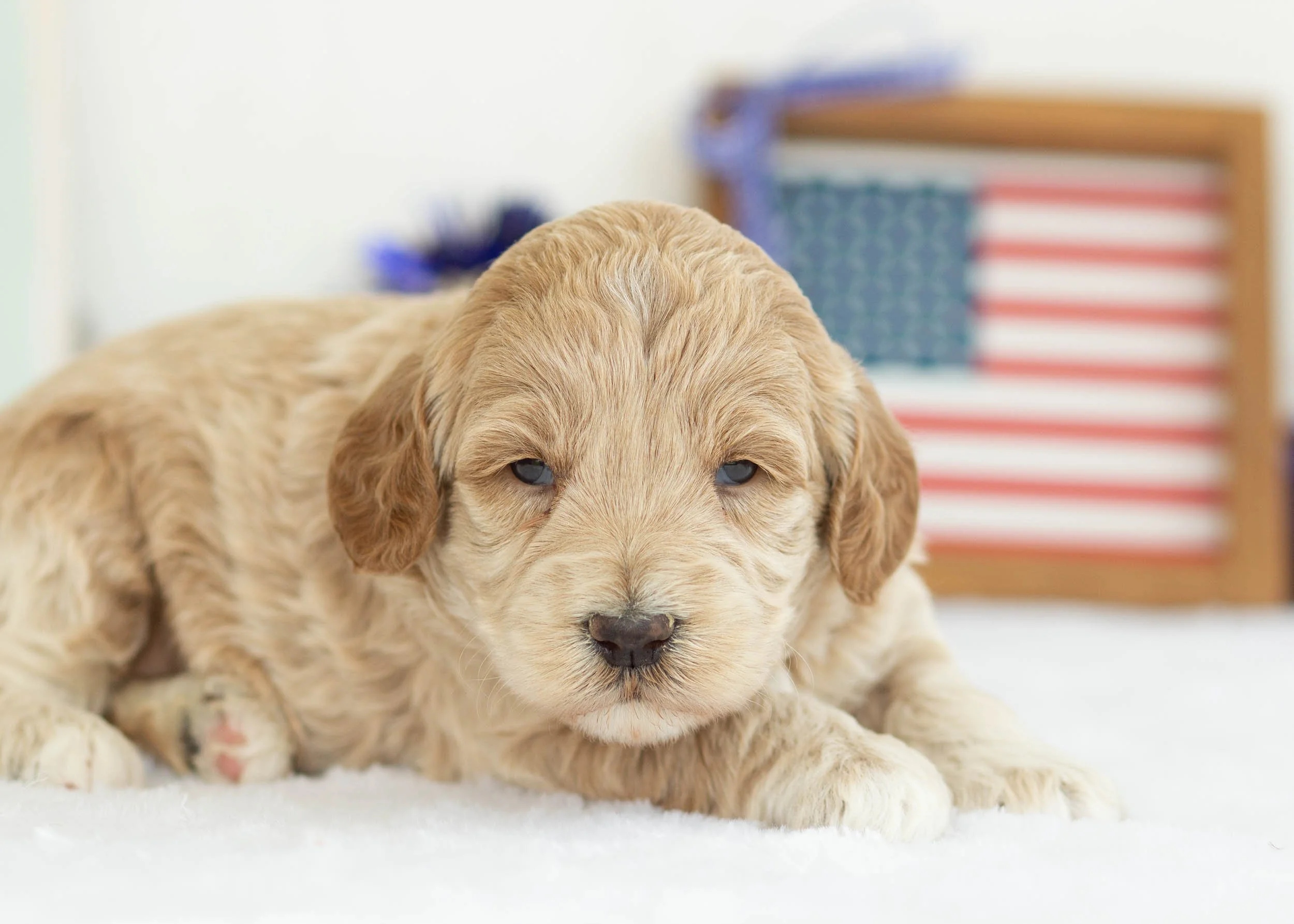 Frappe Goldendoodle For Sale(1).jpg