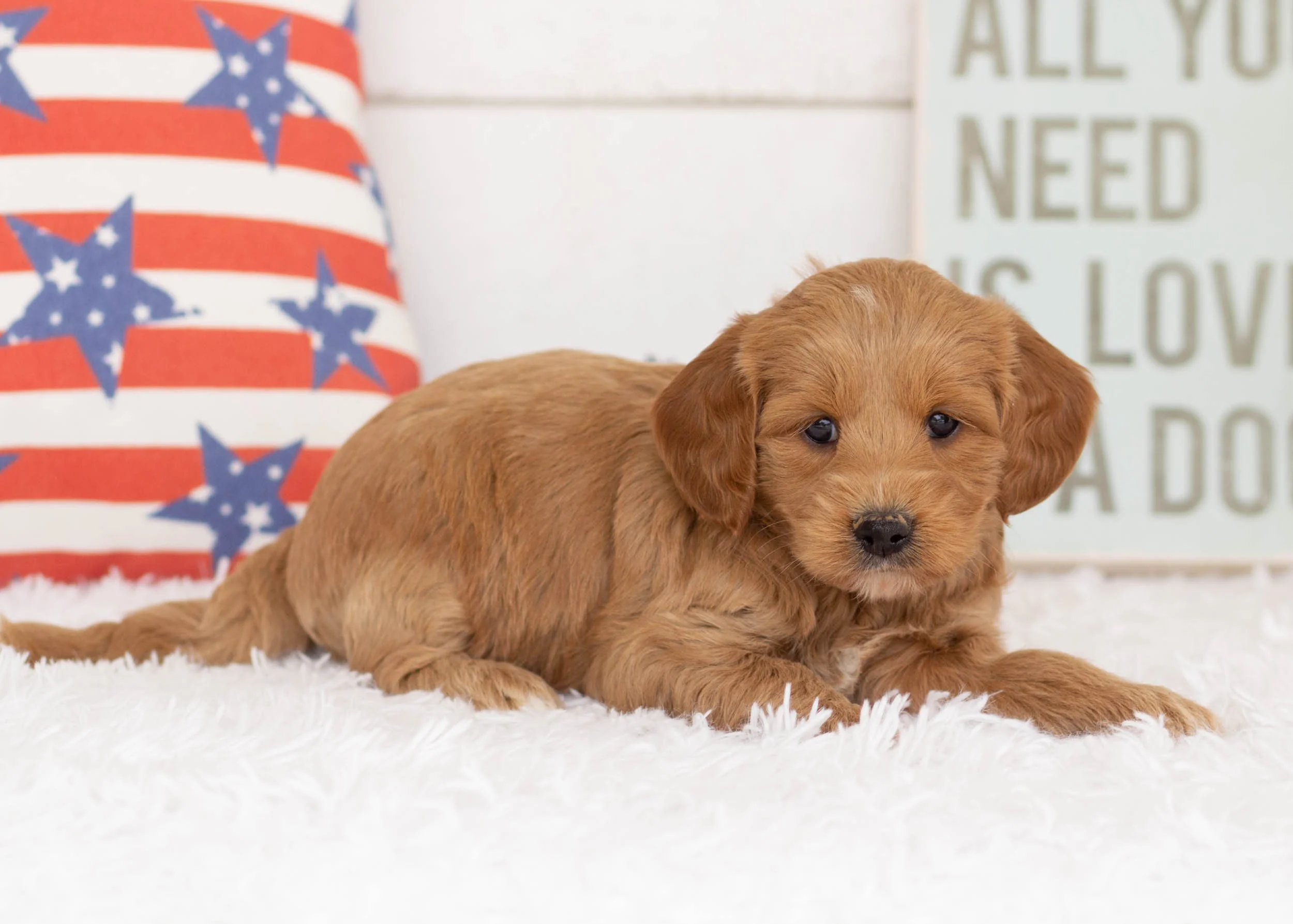 Blue Goldendoodle For Sale(1).jpg