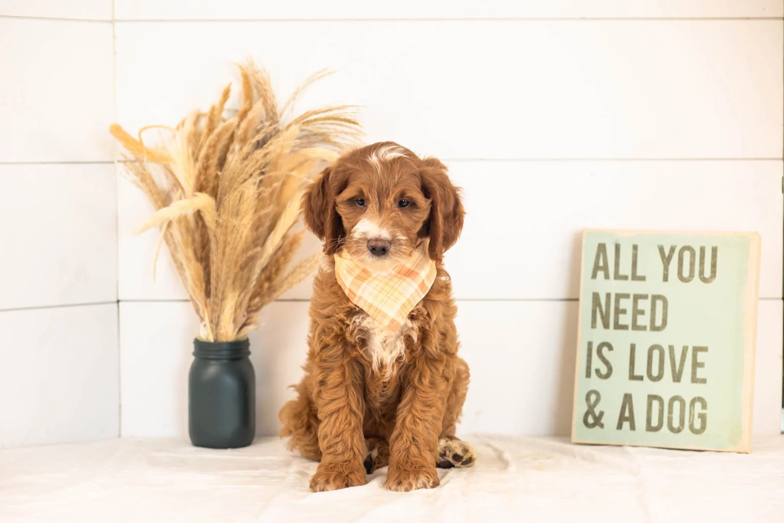 Abel goldendoodle for sale(2).jpg