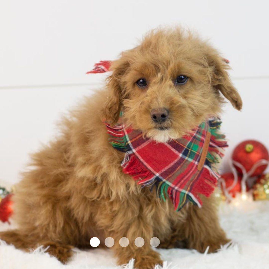 Copy of FBP Design.png