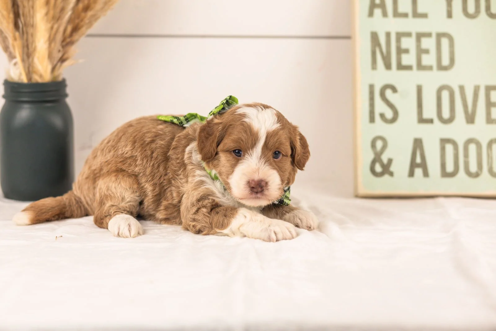 Milo goldendoodle for sale(3).jpg