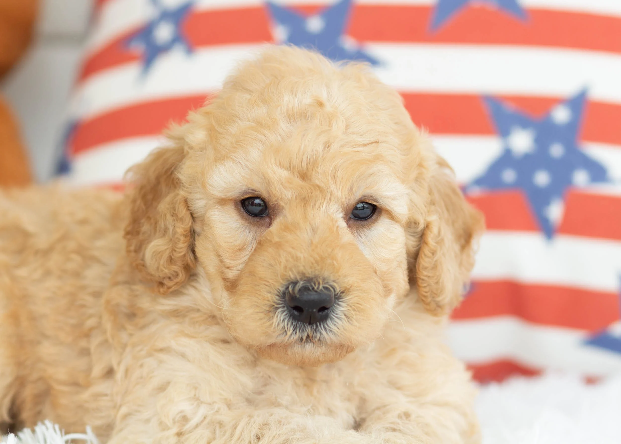 Frito Goldendoodle For Sale(1).jpg
