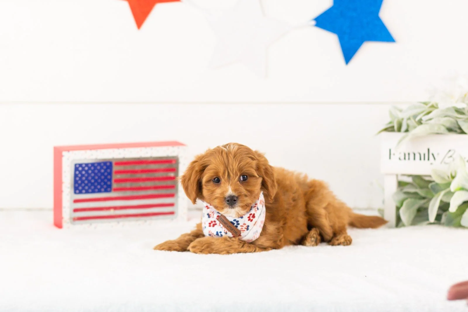 Fritter goldendoodle for sale(1).jpg