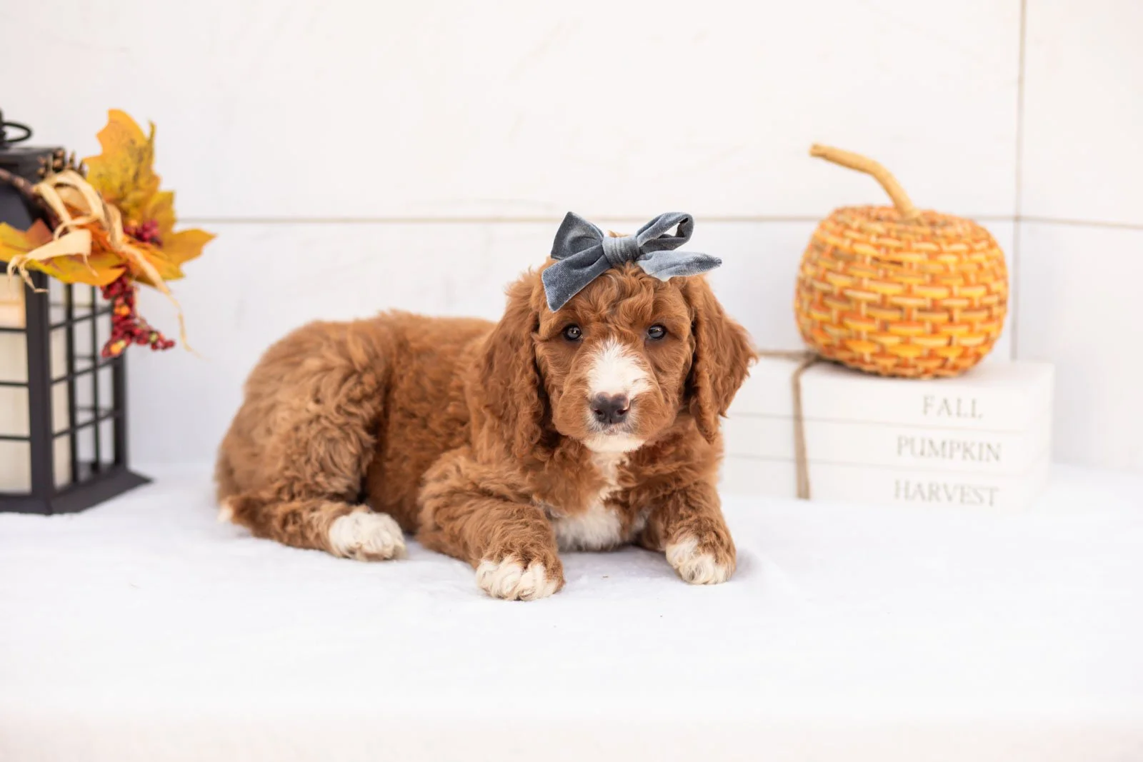 Evelyn goldendoodle for sale 5.jpg