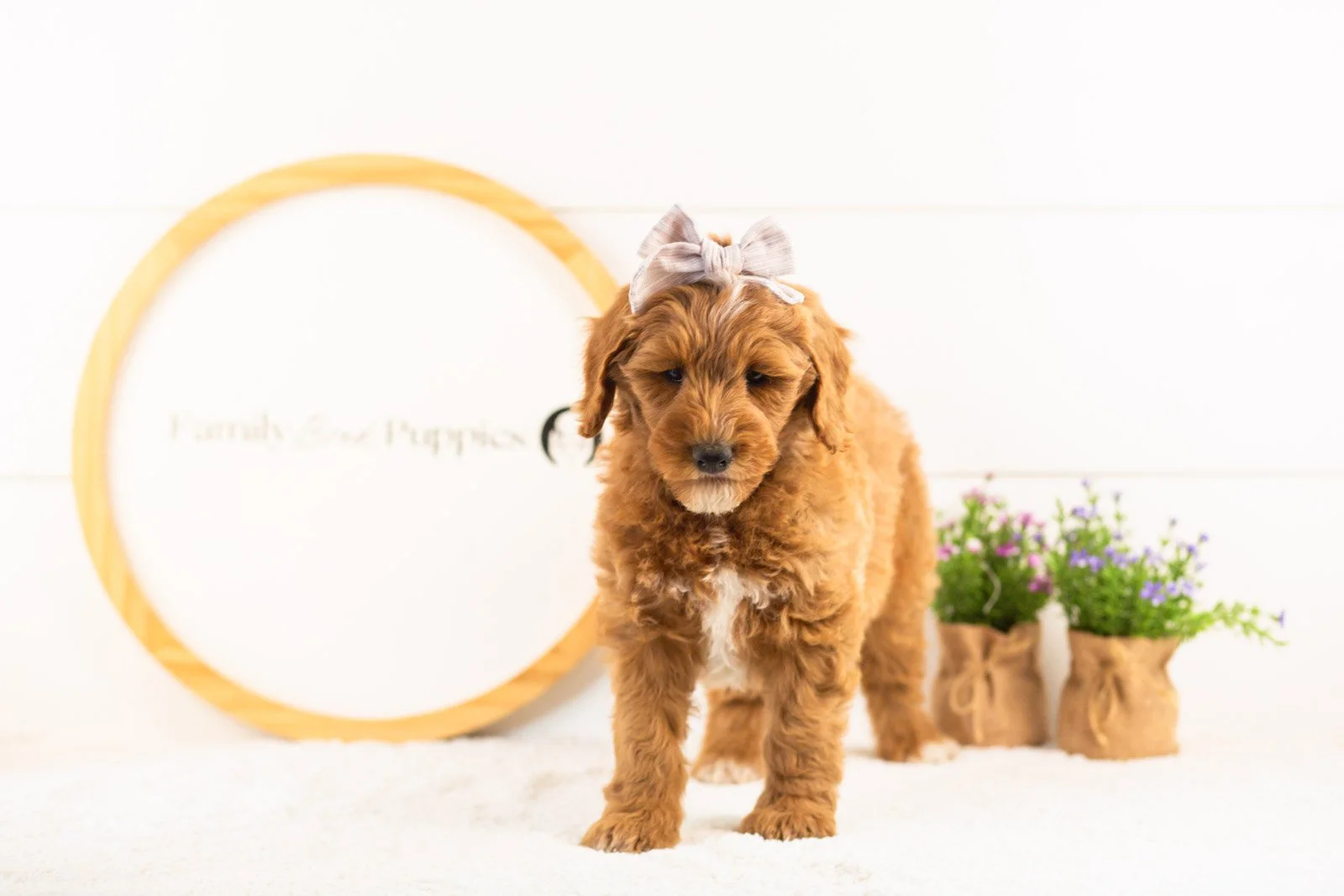 Rosalind goldendoodle for sale(2).jpg