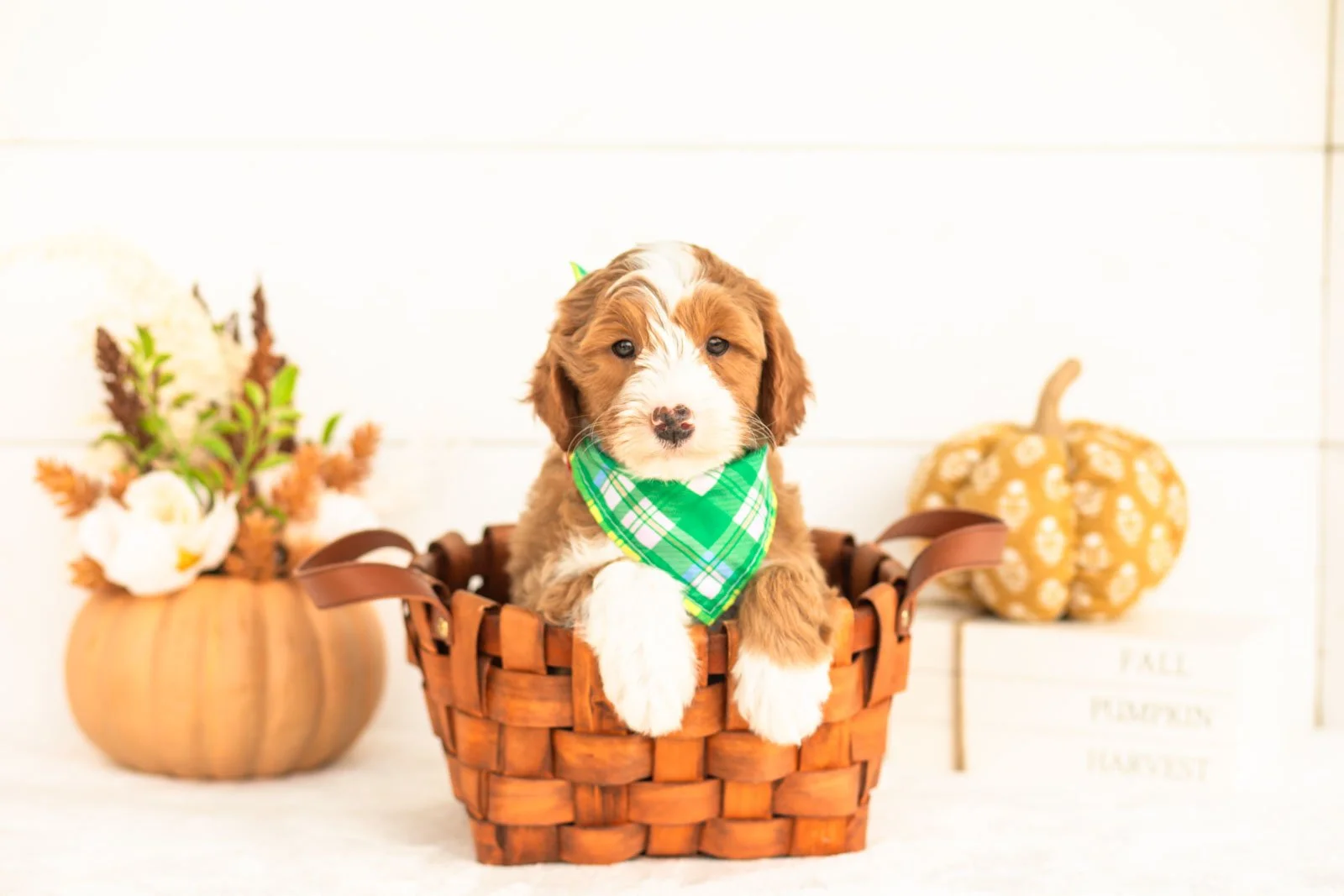 James goldendoodle for sale 1.jpg