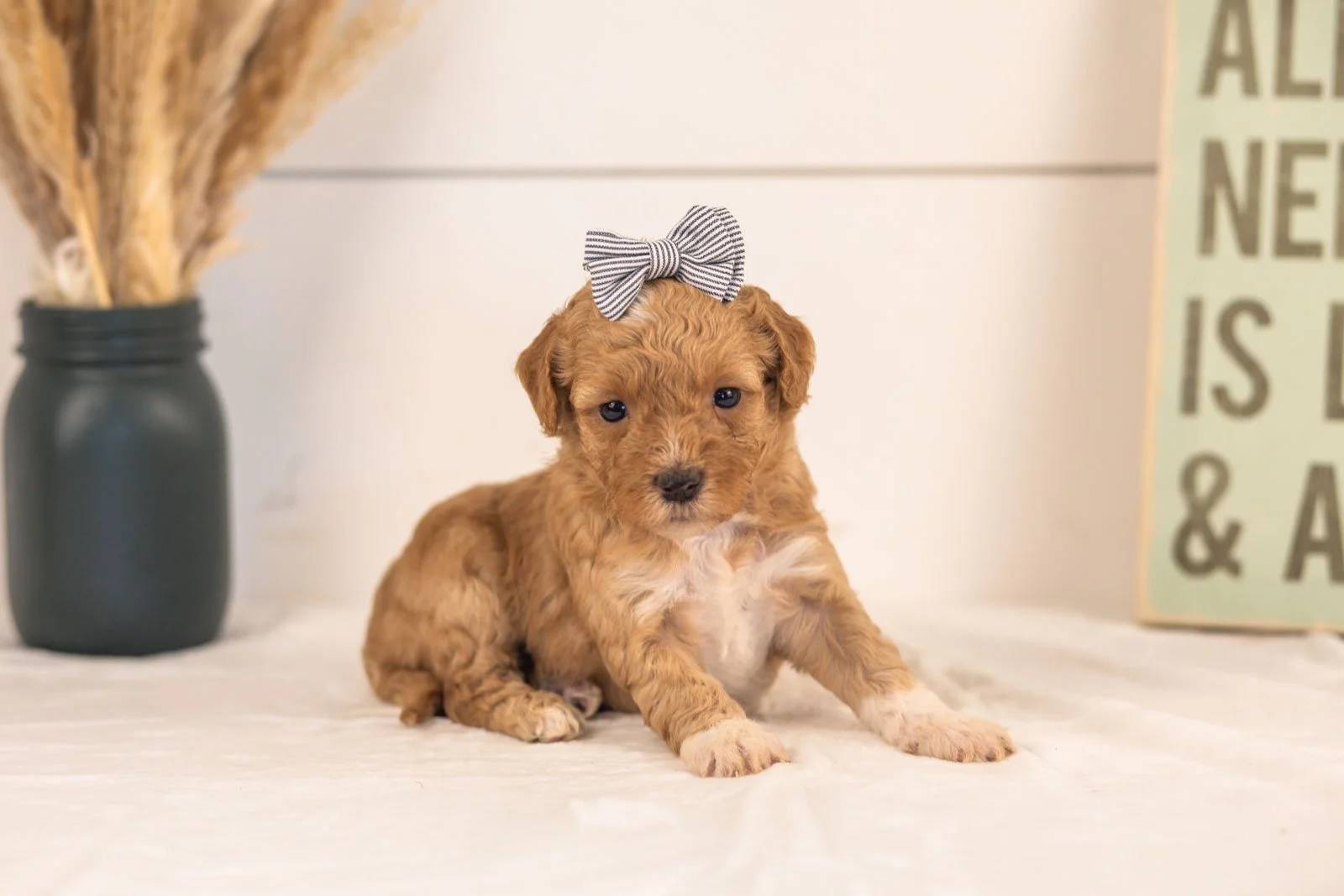 Tigers goldendoodle for sale(1).jpg